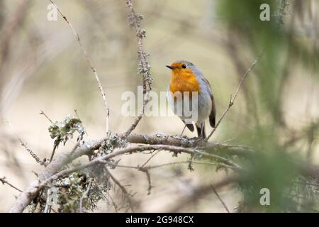 Erithacus rubecula, ein kleiner europäischer Rotkehlchen, thront auf einem Zweig im estnischen Wald. Stockfoto