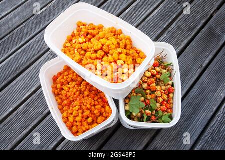 Frisch gepflückte reife Cloudberries, Rubus chamaemorus in weißen Behältern Stockfoto