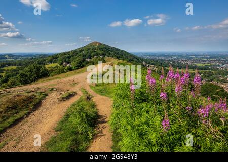 Rosebay Weidenkräuter und Bracken wachsen auf Perseverance Hill in den Malverns mit Worcestershire Beacon im Hintergrund, Worcestershire, Großbritannien Stockfoto