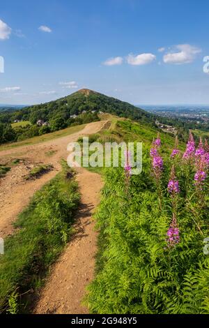 Rosebay Weidenkräuter und Bracken wachsen auf Perseverance Hill in den Malverns mit Worcestershire Beacon im Hintergrund, Worcestershire, Großbritannien Stockfoto