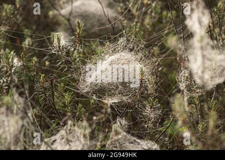 Schöne schalenförmige Spinnweben in einem Morgenmoor in Estland, Nordeuropa Stockfoto