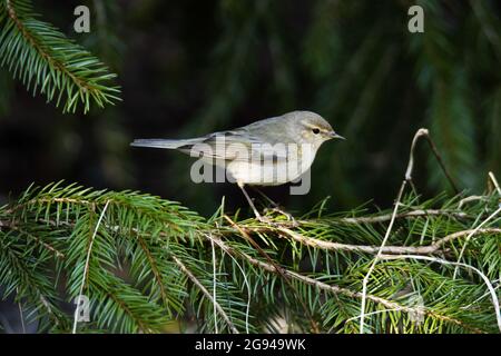 Phylloscopus collybita, eine gewöhnliche Raufbolde, thront auf einem Fichte-Zweig in Europa. Stockfoto