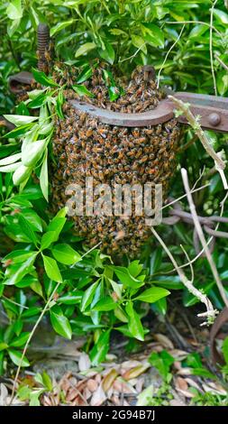 Ein Schwarm wilder natürlicher Bienen, versteckt in der ligurischen Landschaft Stockfoto