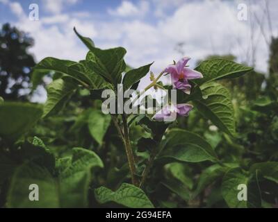 Blühende hellviolette Kartoffelblüten auf dem Feld im Sommer Ñloseup Stockfoto