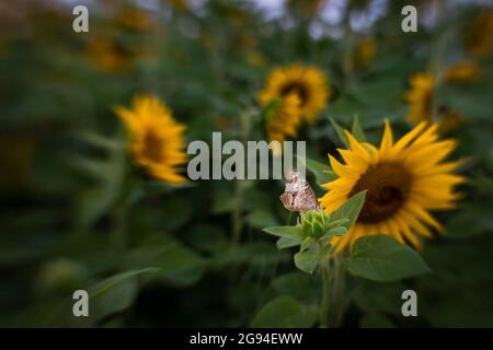 Schmetterling sitzt auf einer Pflanze in einem Sonnenblumenfeld in Mims, Florida Stockfoto