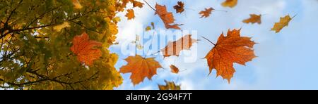 Farbenfrohe Herbstblätter in rot und golden, die von einem Ahornbaum fallen, blauer Himmel mit Wolken, Panoramaformat, Bewegungsunschärfe, ausgewählter Fokus, enge Tiefe Stockfoto