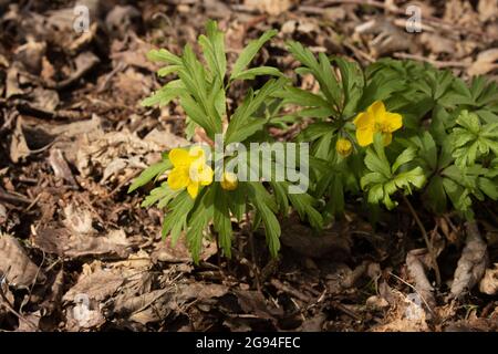 Blühende Gelbholzanemone, Anemonoides ranunculoides in einem Frühlingswald in Nordeuropa. Stockfoto