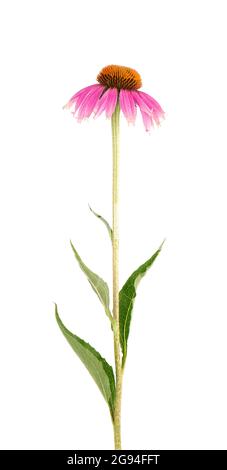 Echinacea purpurea blüht isoliert auf weißem Hintergrund. Medizinische Kräuterpflanze. Stockfoto