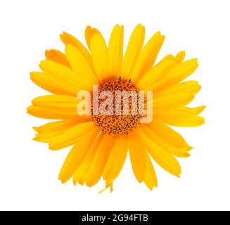 Calendula Blüten isoliert auf weißem Hintergrund. Ringelblume. Medizinische Kräuterpflanze. Draufsicht. Stockfoto