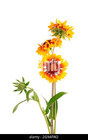 Gaillardia Blumen isoliert auf weißem Hintergrund. Wunderschöne Sommerblumen. Stockfoto