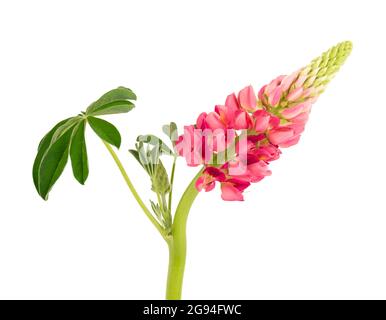 Rosa Lupine Blume isoliert auf weißem Hintergrund. Lupinus oder Wolfbohne. Wunderschöne Sommerblumen. Stockfoto