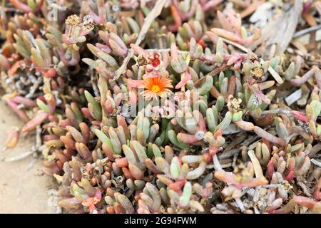 Kupferfarbenes Mesemb mit einer leuchtend orangefarbenen und gelben Blume Stockfoto