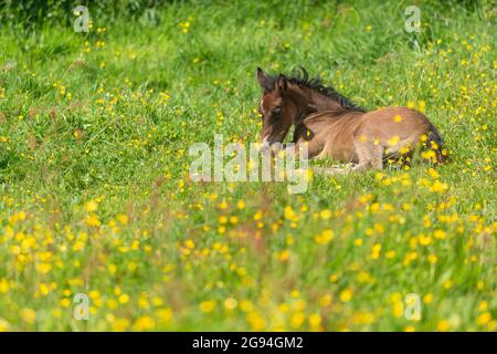 Welsh Cob Pferd, männliches Fohlen Stockfoto