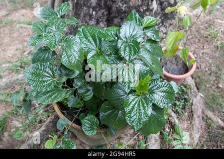 Daun kaduk oder Pfeifer sarmentosum auf Topf als Nahrung und Kräutermedizin gepflanzt Stockfoto