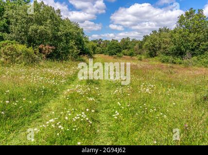 Artenreiche Wildblumenwiesen im Gorse Butterfly Conservation Reserve von Alner in Dorset, Großbritannien Stockfoto