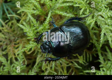 Nahaufnahme eines Woodland Dor Käfer, Anoplotrupes stercorosus mit einer glänzenden Schale, die auf einem moosigen Boden im Wald läuft.