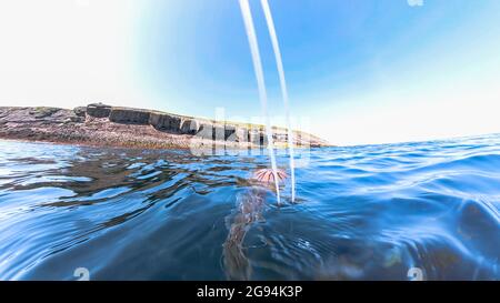 Kompassqualle, Chrysaora hysoscella - Tentakeln greifen aus dem Wasser. Stockfoto