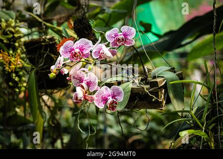 Einzigartige Orchideenblüten-Nahaufnahme mit verschwommenem Hintergrund und Platz für Text am Tag Stockfoto