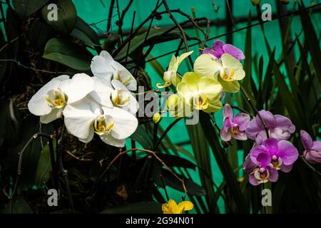 Einzigartige Orchideenblüten-Nahaufnahme mit verschwommenem Hintergrund und Platz für Text am Tag Stockfoto