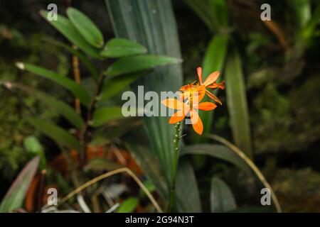 Einzigartige Orchideenblüten-Nahaufnahme mit verschwommenem Hintergrund und Platz für Text am Tag Stockfoto