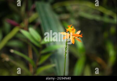 Einzigartige Orchideenblüten-Nahaufnahme mit verschwommenem Hintergrund und Platz für Text am Tag Stockfoto