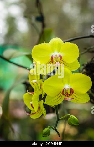 Einzigartige Orchideenblüten-Nahaufnahme mit verschwommenem Hintergrund und Platz für Text am Tag Stockfoto