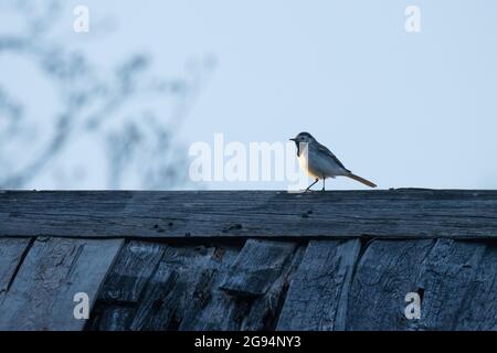 Weiße Bachstelze, Motacilla alba auf einem Holzdach im ländlichen Estland, Nordeuropa. Stockfoto
