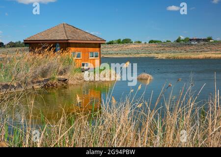 Bird Blind on Burbank Slough, McNary National Wildlife Refuge, Washington Stockfoto