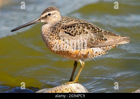 Kurzschnabel-Dowitcher (Limnodromus griseus), McNary National Wildlife Refuge, Washington Stockfoto