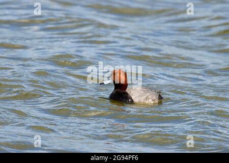 Canvasback (Aythya valisineria), McNary National Wildlife Refuge, Washington Stockfoto