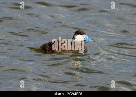 Ruddyente (Oxyura jamaicensis), McNary National Wildlife Refuge, Washington Stockfoto