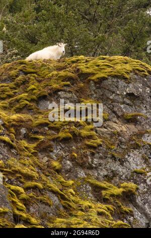 Bergziege (Oreamnos americanus), Columbia River Gorge National Scenic Area, Washington Stockfoto