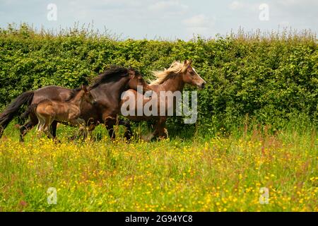 Welsh Cob Pferd Stockfoto