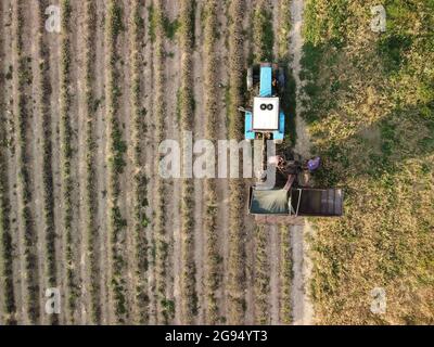 Luftdrohnenaufnahme eines Traktors, der Blumen in einem Lavendelfeld erntet. Abstrakte Draufsicht auf ein lila Lavendelfeld während der Ernte Stockfoto