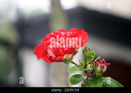 Hibiskusrote Doppelblume (Hybrid) in einem Garten Stockfoto