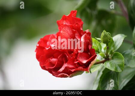 Hibiskusrote Doppelblume (Hybrid) in einem Garten Stockfoto