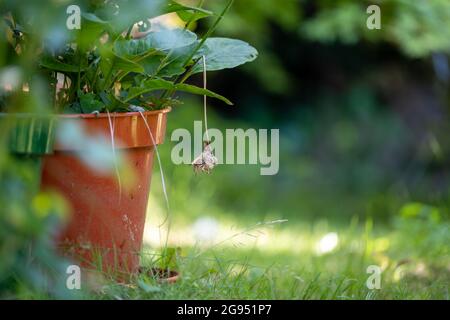 Hinter dem Eintopfschuppen Blick auf einen Garten, Topfpflanzen und das Arbeitsende eines Gartens in England Stockfoto