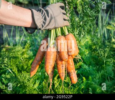 Der Gärtner hält frisch geerntete Karotten in der Hand. Stockfoto