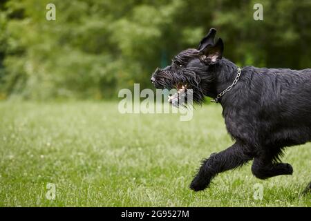 Hund läuft im Gras. Schwarzer Riesenschnauzer, der während des Sommers auf der Wiese sprintet. Stockfoto