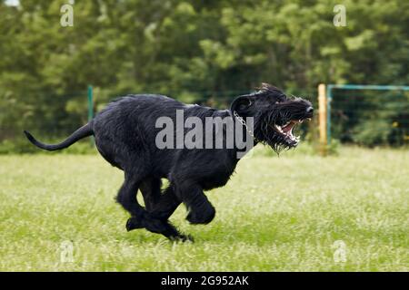 Hund läuft im Gras. Schwarzer Riesenschnauzer, der während des Sommers auf der Wiese sprintet. Stockfoto