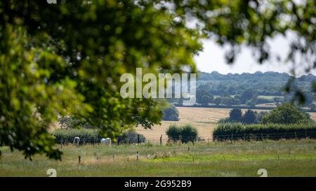 Zwei Pferde auf der Weide an einem Sommertag, grasen in der Sonne mit Blick auf die Felder in Essex Stockfoto