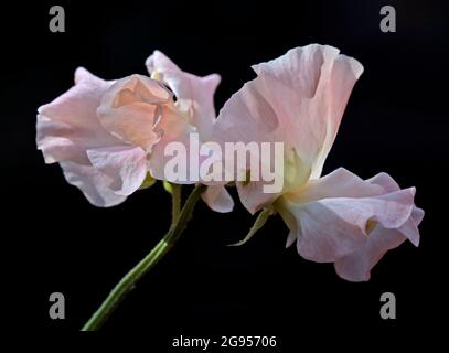 Champagner-Blasen mit süßer Erbse (lathyrus odoratus) Stockfoto