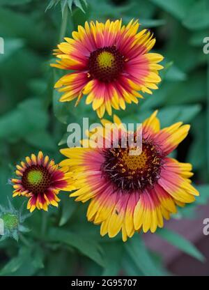 Gaillardia Mesa Helle Farbe (Decke Blume) Stockfoto