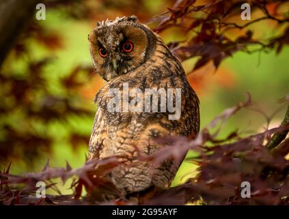 Langohreule, juvenil. Wissenschaftlicher Name: ASIO otus. Nahaufnahme einer jungen, langohrigen Eule, die in einem bunten Wald thront und rückwärts starrt Stockfoto