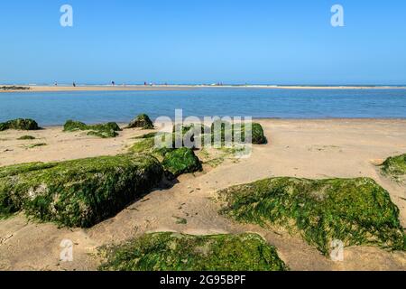 Felsen, bei Ebbe von grünen Algen bedeckt am Strand von Katwijk, Südholland, Niederlande. Stockfoto