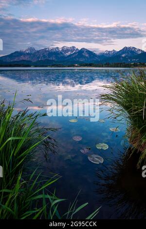 Die Berge der Tannheimer Alpen spiegeln sich im Hopfensee bei Sonnenaufgang, Allgäu, Bayern, Deutschland Stockfoto