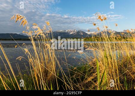 Die Berge der Tannheimer Alpen spiegeln sich im Hopfensee bei Sonnenaufgang, Allgäu, Bayern, Deutschland Stockfoto