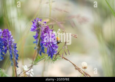 Isolierte Wildinsekt-Honigbiene, die zum Saugen von Nektar aus Lavendelblüten auf natürlichem Hintergrund mit geringer Schärfentiefe kommt. Stockfoto