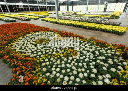 Gruppe von bunten Blumen im Glashaus Stockfoto