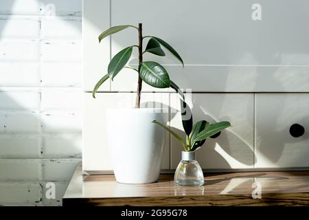 ficus-Stecklinge. Topfpflanzen züchten. Ficus elastica. Stockfoto